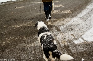 a dog covered with snow crossing the road on a crosswalk