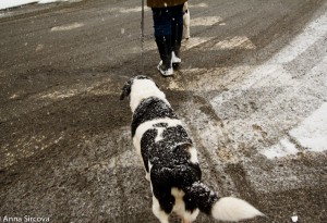 a dog covered with snow crossing the road on a crosswalk